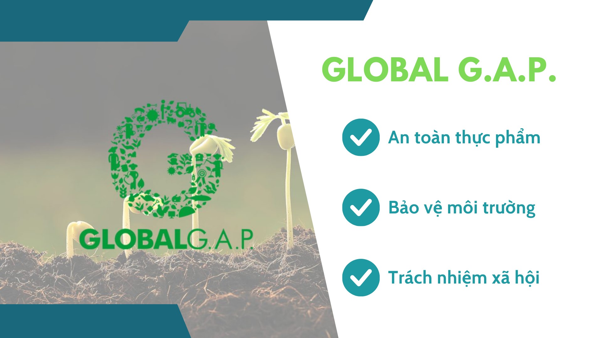 gioi-thieu-globa-gap.jpg